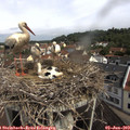 10_15-nest.jpg