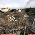 10_20-nest.jpg