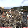 10_25-nest.jpg