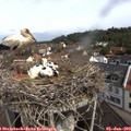 10_30-nest.jpg