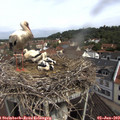 10_35-nest.jpg