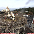 10_40-nest.jpg