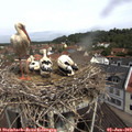 10_45-nest.jpg