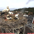 10_50-nest.jpg