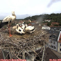 10_55-nest.jpg