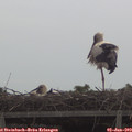 11_00-mast.jpg