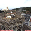 11_00-nest.jpg