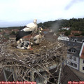 11_05-nest.jpg