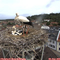 11_10-nest.jpg