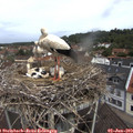 11_15-nest.jpg