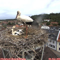 11_20-nest.jpg