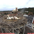 11_25-nest.jpg