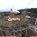 11_30-nest.jpg