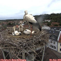 11_35-nest.jpg