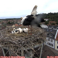 11_40-nest.jpg