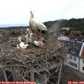 11_45-nest.jpg