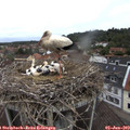 11_50-nest.jpg