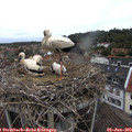 11_55-nest.jpg