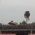 12_00-mast.jpg