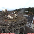 12_00-nest.jpg