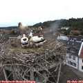 12_05-nest.jpg