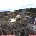 12_10-nest.jpg