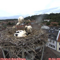 12_15-nest.jpg