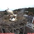 12_20-nest.jpg