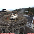12_25-nest.jpg