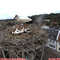12_30-nest.jpg