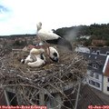 12_35-nest.jpg
