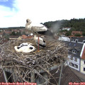 12_40-nest.jpg