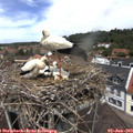 12_45-nest.jpg
