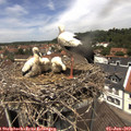 12_50-nest.jpg