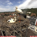 12_55-nest.jpg