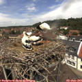 13_00-nest.jpg