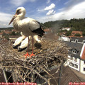 13_05-nest.jpg