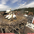 13_10-nest.jpg