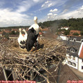 13_15-nest.jpg