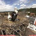 13_20-nest.jpg