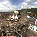 13_25-nest.jpg