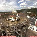 13_30-nest.jpg