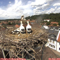 13_35-nest.jpg