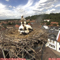 13_40-nest.jpg