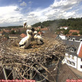 13_45-nest.jpg