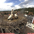 13_50-nest.jpg