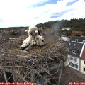 13_55-nest.jpg