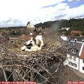 14_00-nest.jpg