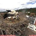 14_05-nest.jpg