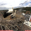 14_10-nest.jpg